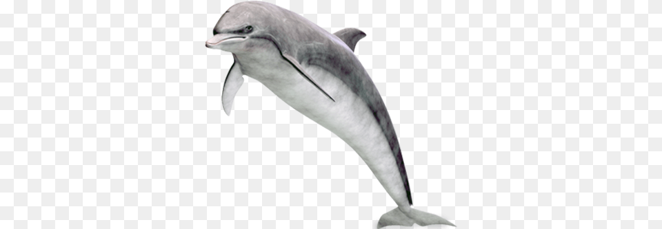 Dolphin, Animal, Mammal, Sea Life, Bird Free Png