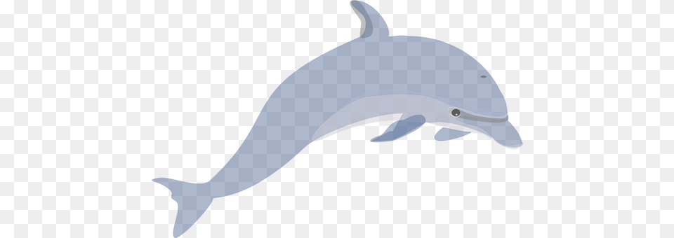 Dolphin Animal, Mammal, Sea Life, Person Free Transparent Png