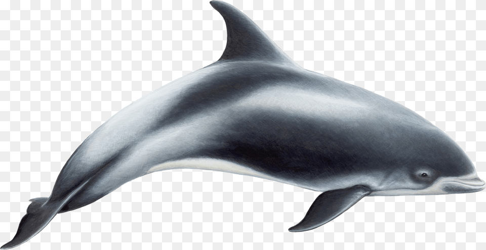 Dolphin, Animal, Mammal, Sea Life, Fish Free Transparent Png