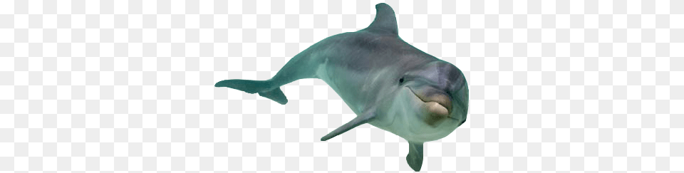 Dolphin, Animal, Mammal, Sea Life, Fish Png Image