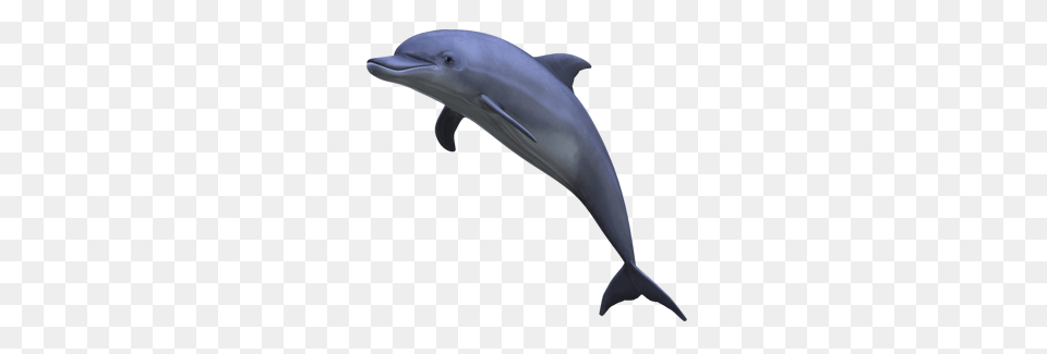 Dolphin, Animal, Mammal, Sea Life, Fish Free Png