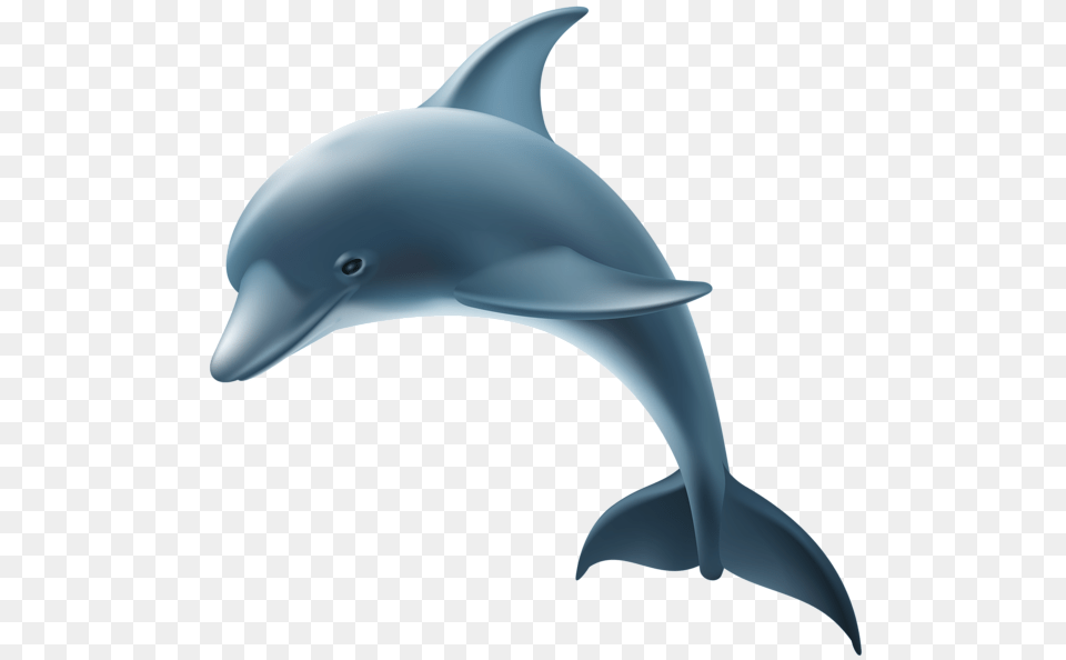 Dolphin, Animal, Mammal, Sea Life Free Transparent Png