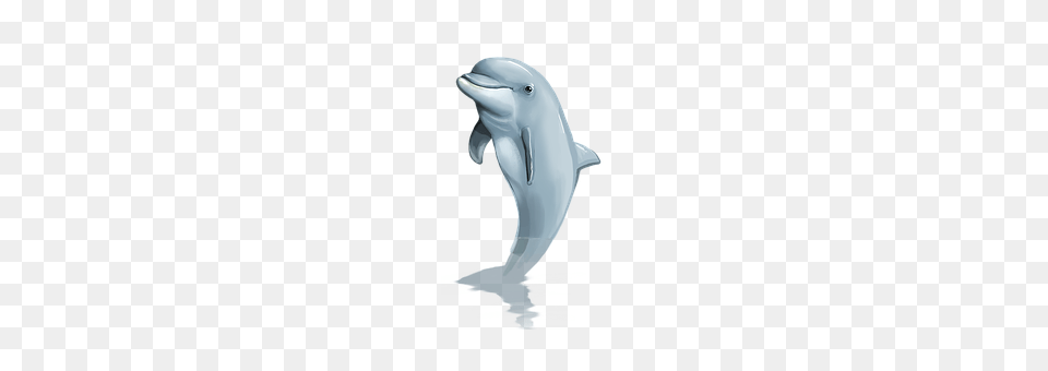 Dolphin Animal, Mammal, Sea Life, Appliance Free Transparent Png