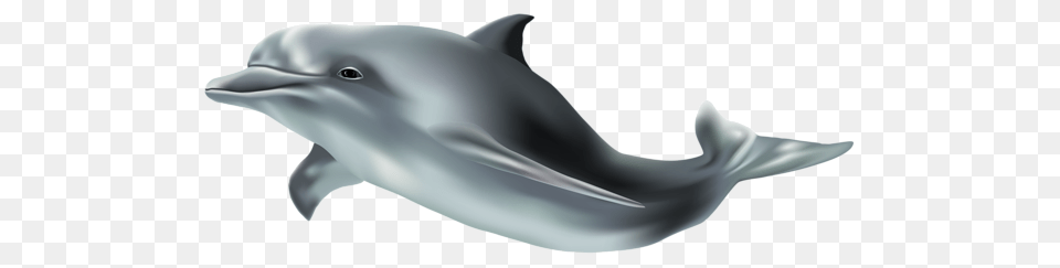 Dolphin, Animal, Mammal, Sea Life Png