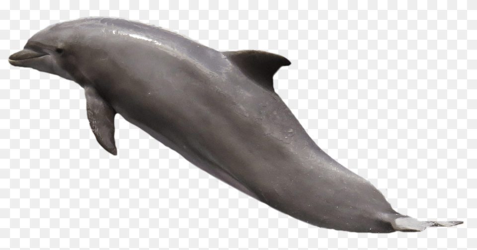 Dolphin, Mammal, Animal, Sea Life, Person Png Image