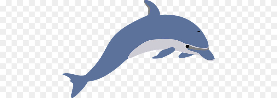 Dolphin Animal, Mammal, Sea Life, Baby Free Png Download