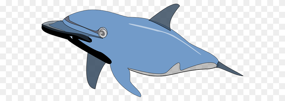 Dolphin Animal, Mammal, Sea Life, Fish Free Png