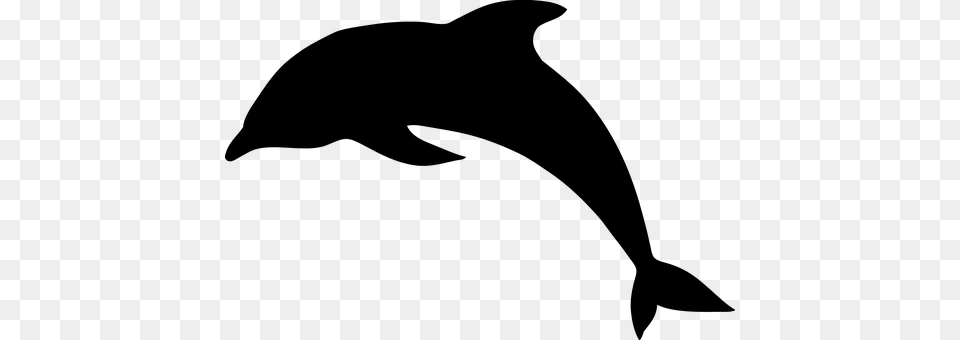 Dolphin Gray Png