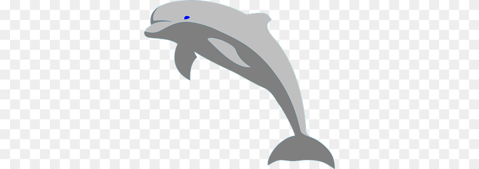 Dolphin Animal, Mammal, Sea Life, Person Free Png Download