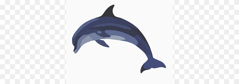 Dolphin Animal, Mammal, Sea Life, Fish Free Png