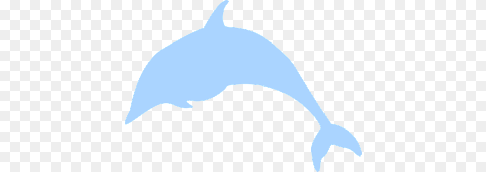 Dolphin Animal, Mammal, Sea Life Png Image