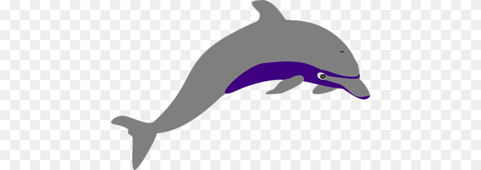 Dolphin Animal, Mammal, Sea Life Free Png