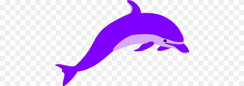 Dolphin Animal, Mammal, Sea Life, Baby Png Image