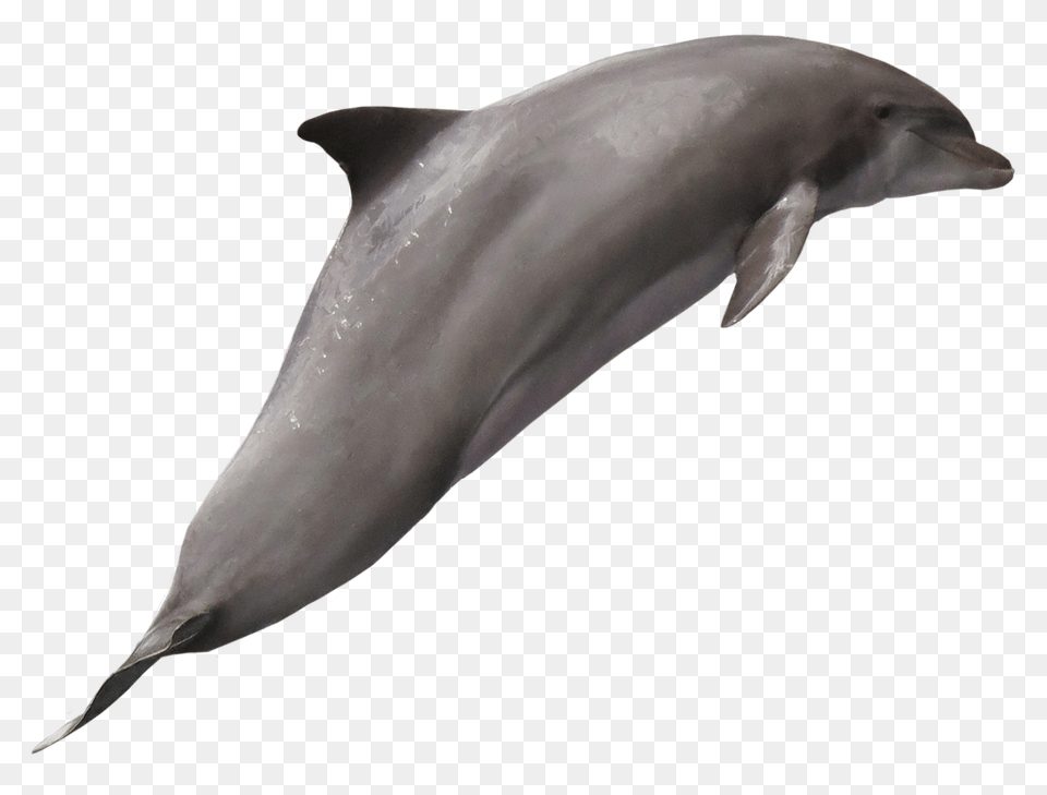 Dolphin, Animal, Mammal, Sea Life, Bird Free Png