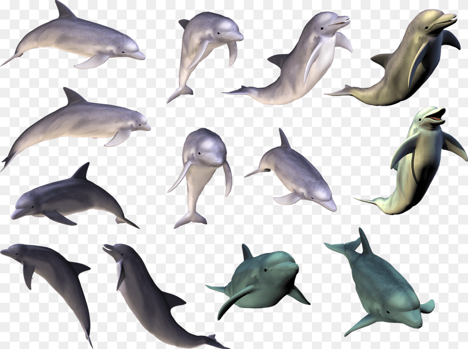Dolphin, Animal, Mammal, Sea Life, Bird Png Image