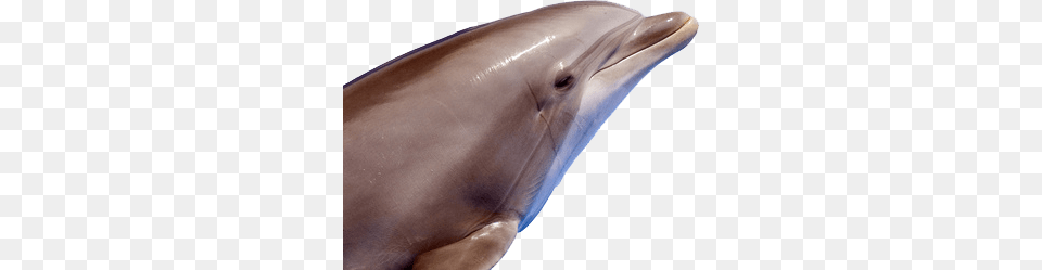 Dolphin, Animal, Mammal, Sea Life, Person Png