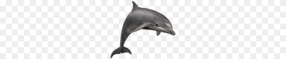 Dolphin, Animal, Mammal, Sea Life, Fish Png