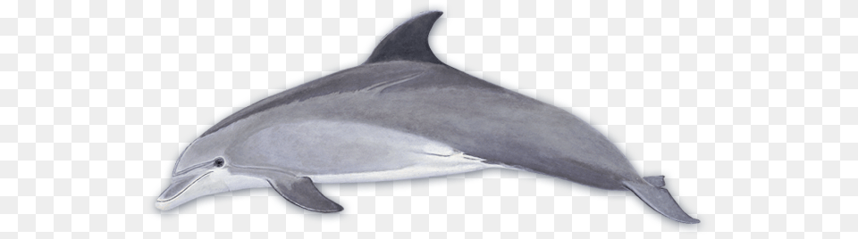 Dolphin, Animal, Mammal, Sea Life, Fish Free Png