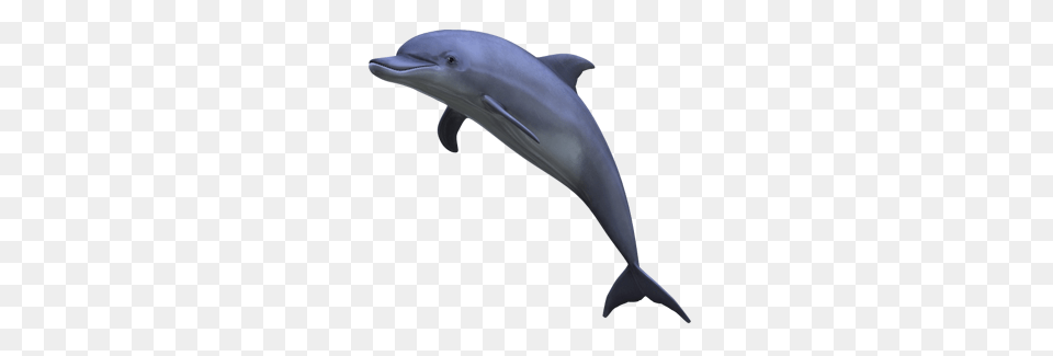 Dolphin, Animal, Mammal, Sea Life, Fish Free Transparent Png