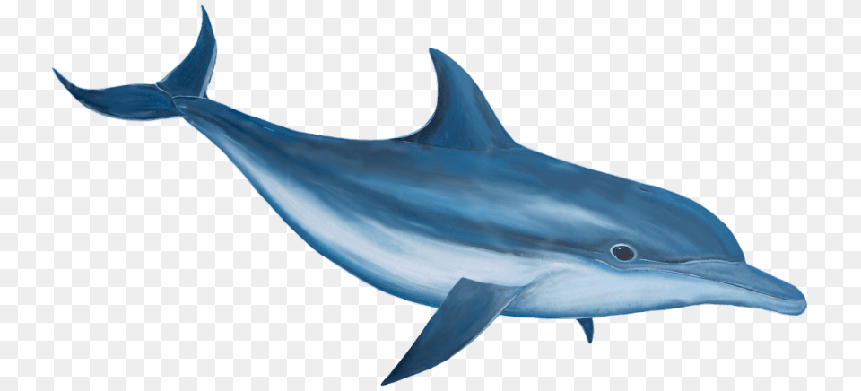 Dolphin, Animal, Mammal, Sea Life, Fish Png