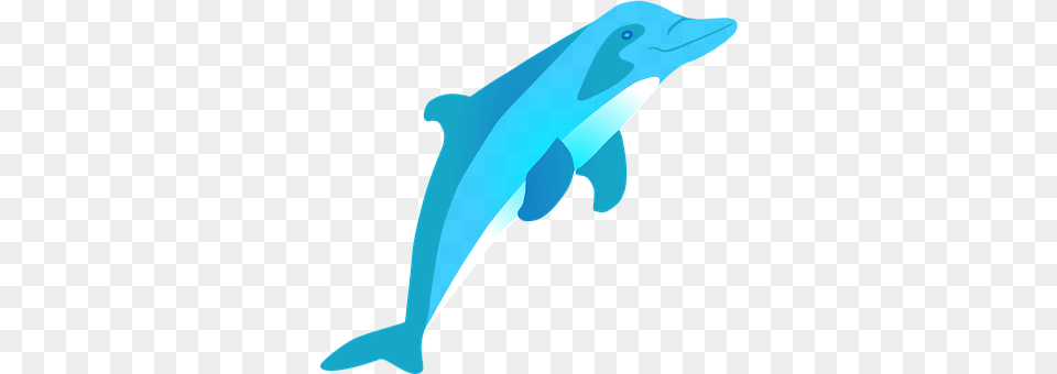 Dolphin Animal, Mammal, Sea Life, Blade Png