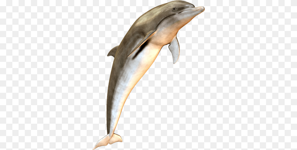 Dolphin, Animal, Mammal, Sea Life, Fish Png