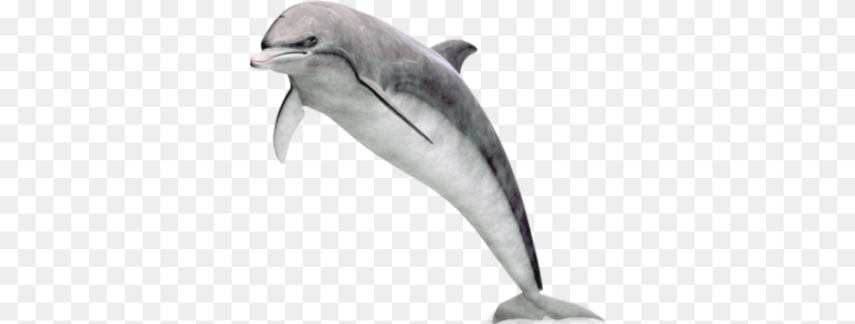 Dolphin, Animal, Mammal, Sea Life, Bird Png