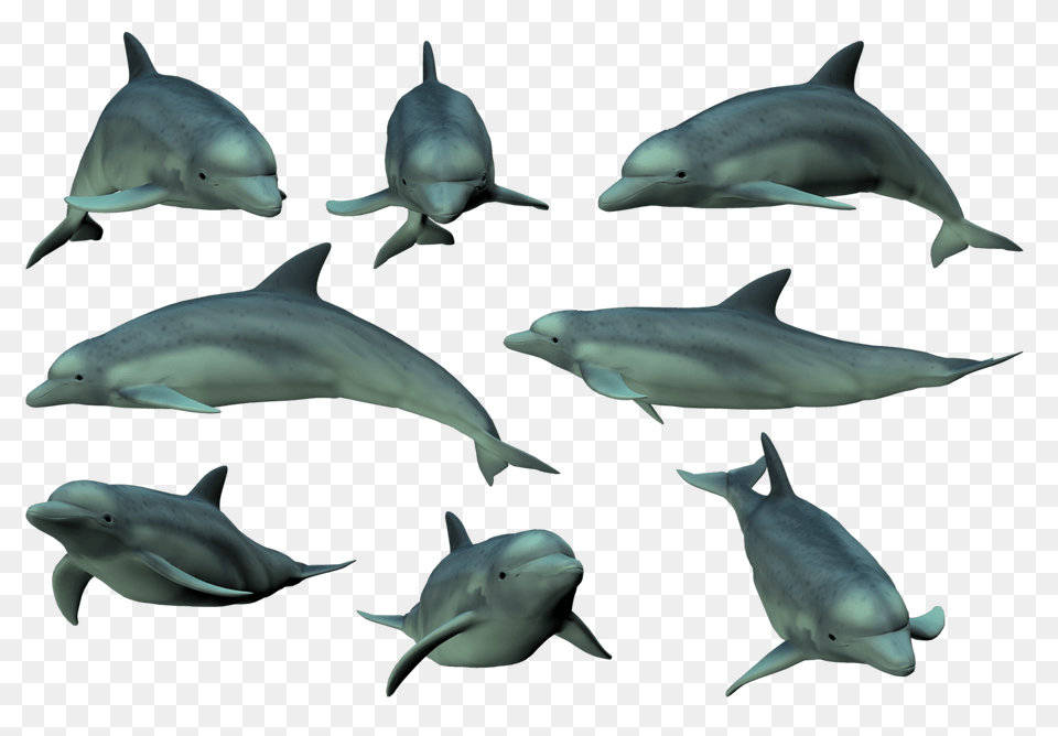 Dolphin, Animal, Mammal, Sea Life, Fish Png