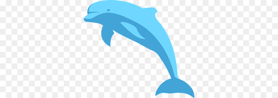 Dolphin Animal, Mammal, Sea Life, Person Free Png