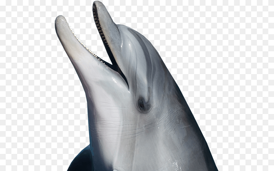 Dolphin, Animal, Mammal, Sea Life, Fish Free Png Download