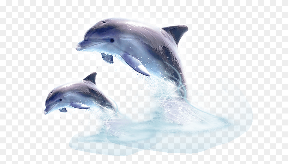 Dolphin 4 Image Jumping Out Of The Water, Animal, Mammal, Sea Life, Fish Free Png Download