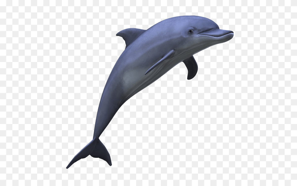 Dolphin, Animal, Mammal, Sea Life, Fish Png Image