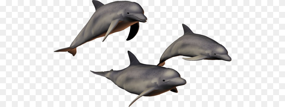 Dolphin, Animal, Mammal, Sea Life, Fish Free Png Download