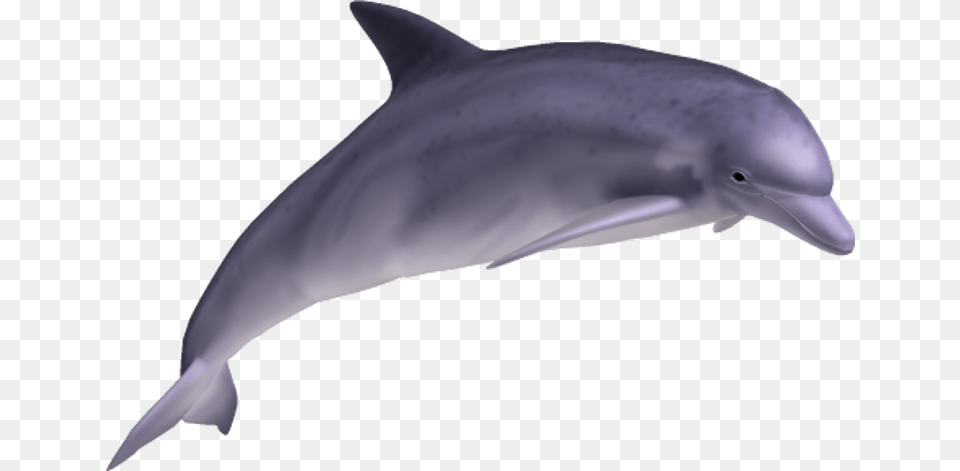 Dolphin, Animal, Mammal, Sea Life, Person Free Png