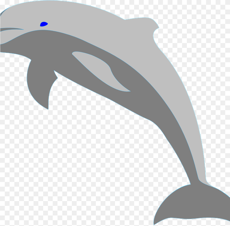 Dolphin, Animal, Mammal, Sea Life, Person Png Image