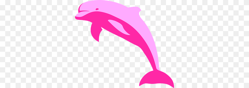 Dolphin Animal, Mammal, Sea Life, Adult Free Png Download