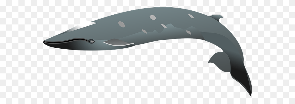 Dolphin Animal, Mammal, Sea Life, Whale Free Transparent Png