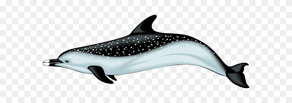 Dolphin Animal, Sea Life, Mammal, Whale Png