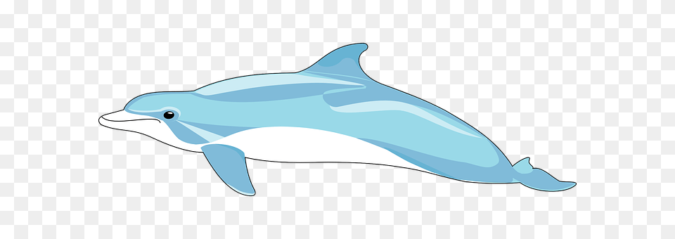 Dolphin Animal, Mammal, Sea Life, Fish Png Image