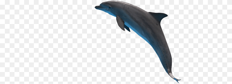 Dolphin, Animal, Mammal, Sea Life, Fish Free Png Download