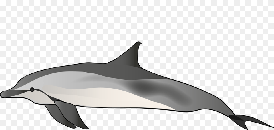 Dolphin, Animal, Mammal, Sea Life Png Image