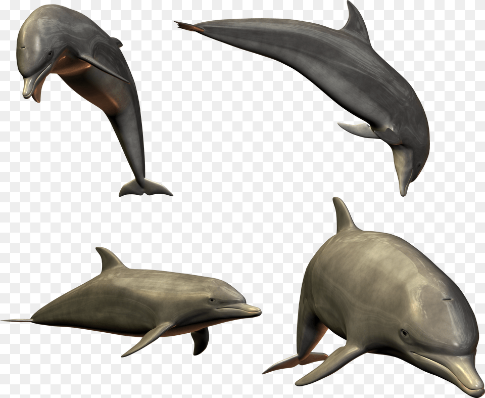 Dolphin, Animal, Mammal, Sea Life, Fish Png
