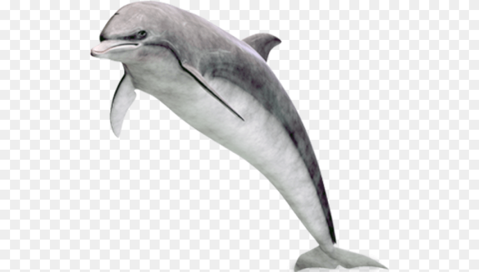 Dolphin, Animal, Mammal, Sea Life, Bird Png Image