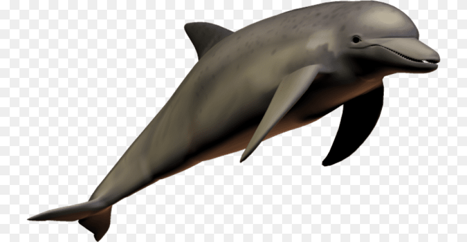 Dolphin Clear Background, Animal, Mammal, Sea Life, Fish Png