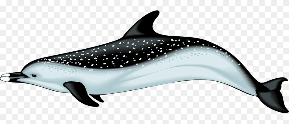 Dolphin Clip Art, Animal, Mammal, Sea Life, Aircraft Free Png Download