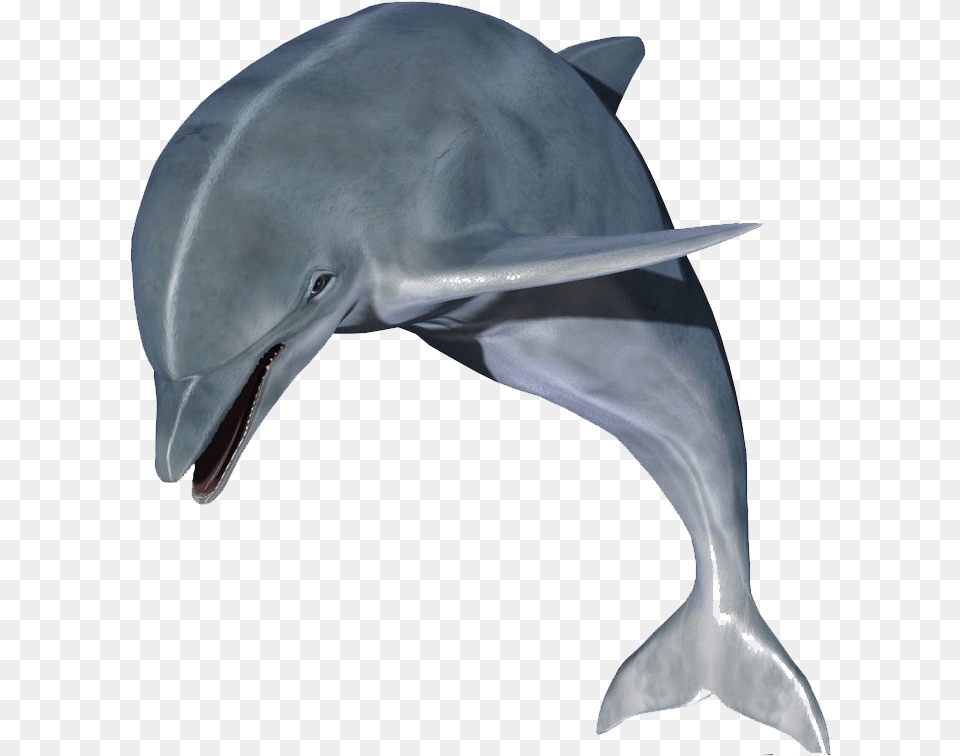 Dolphin Clip Art High Resolution Dolphin Hd, Animal, Mammal, Sea Life, Fish Png
