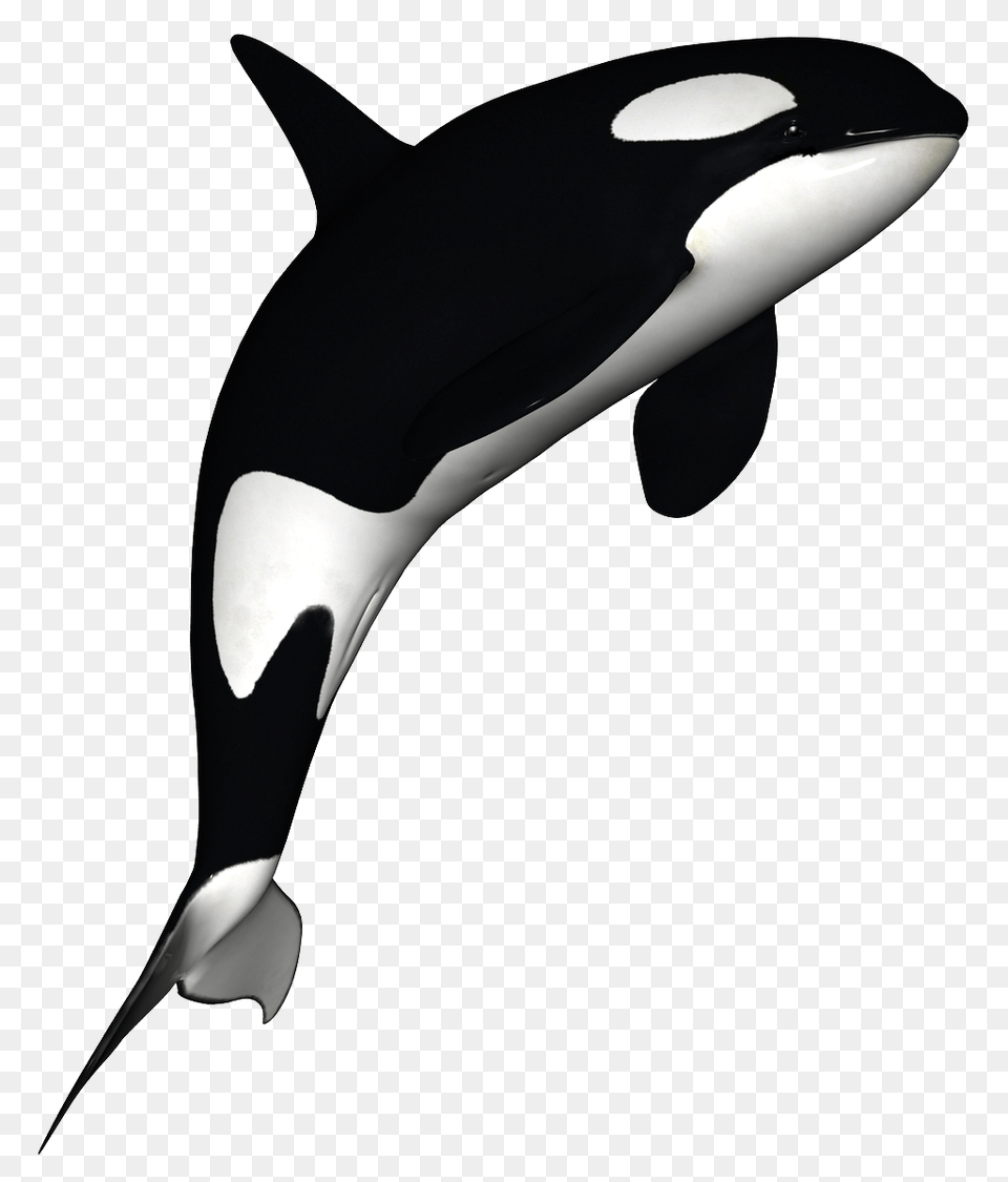 Dolphin Clip Art Images Black, Animal, Sea Life, Mammal, Whale Png