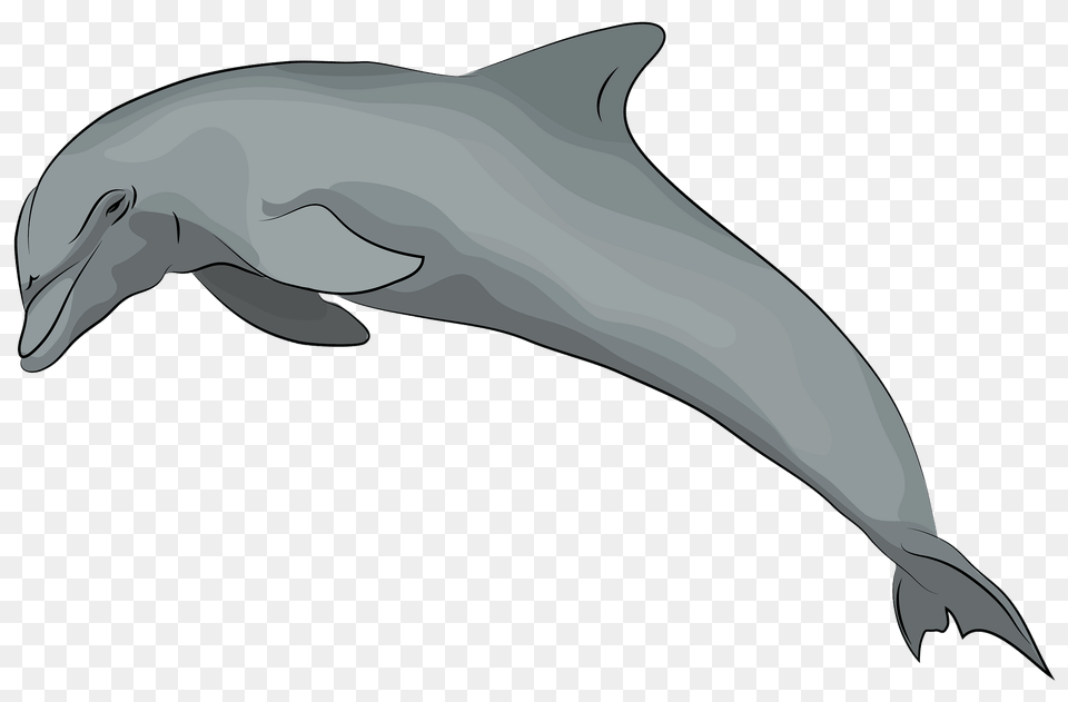 Dolphin Clipart, Animal, Mammal, Sea Life, Fish Png Image