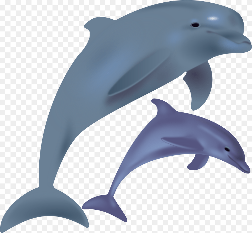 Dolphin Clipart, Animal, Mammal, Sea Life, Fish Png
