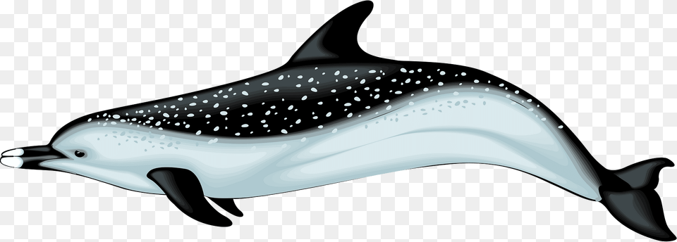 Dolphin Clipart, Animal, Mammal, Sea Life, Fish Free Transparent Png